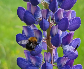 Lupin och humla